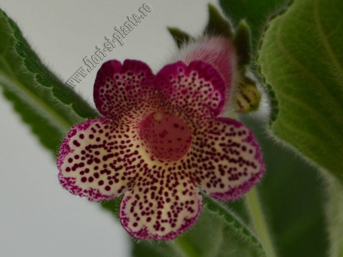 Kohleria Yfs Leah; 2012
