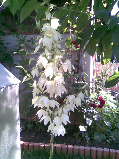 Yucca de la Anytta