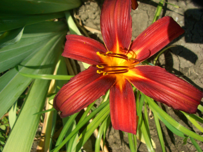 hemerocallis Carey Queen?