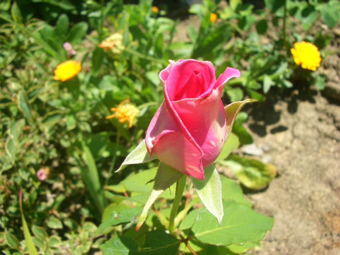 CIMG5921
