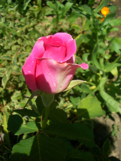 CIMG5967