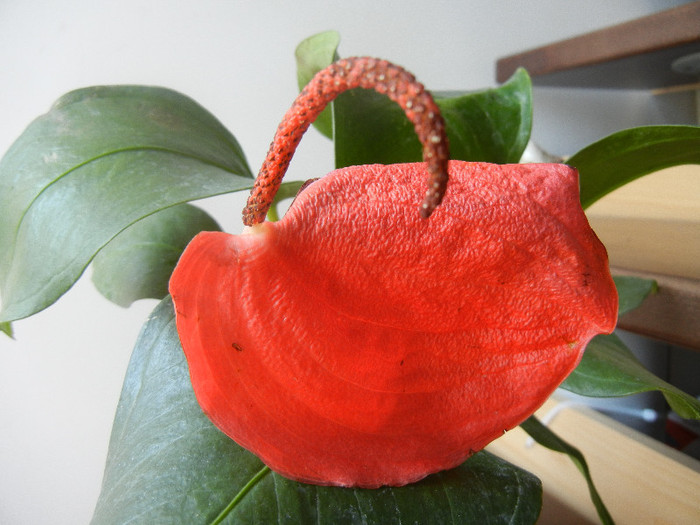 Anthurium scherzerianum (2012, Jun.21)