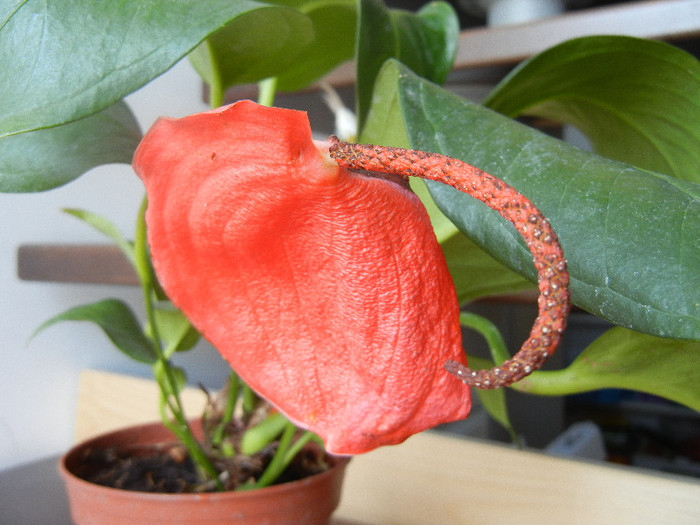 Anthurium scherzerianum (2012, Jun.21) - Anthurium scherzerianum