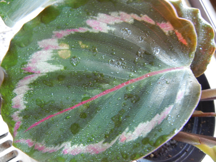 Calathea Roseopicta (2012, June 21) - Calathea Roseopicta