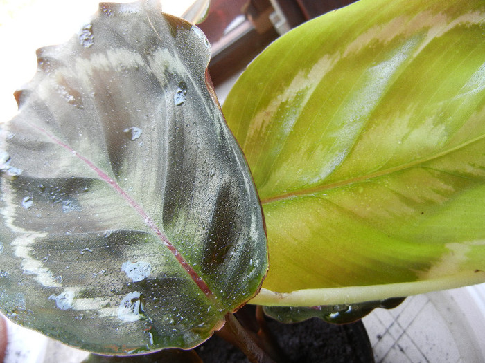 Calathea Roseopicta (2012, June 21)