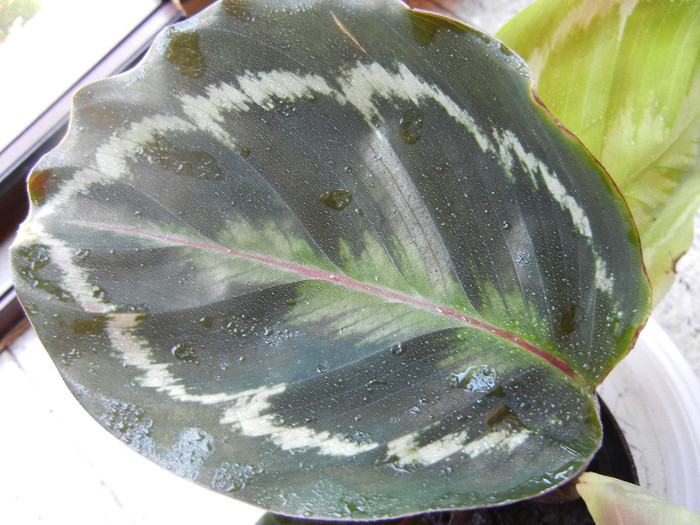 Calathea Roseopicta (2012, June 21) - Calathea Roseopicta