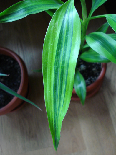 Dracaena Reflexa (2009, May 07) - Dracaena Reflexa