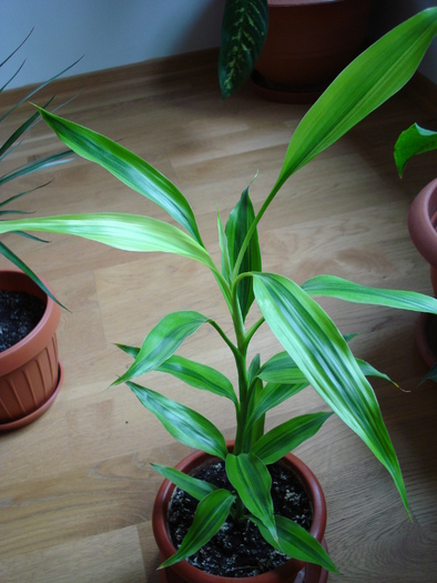 Dracaena Reflexa (2009, May 07) - Dracaena Reflexa