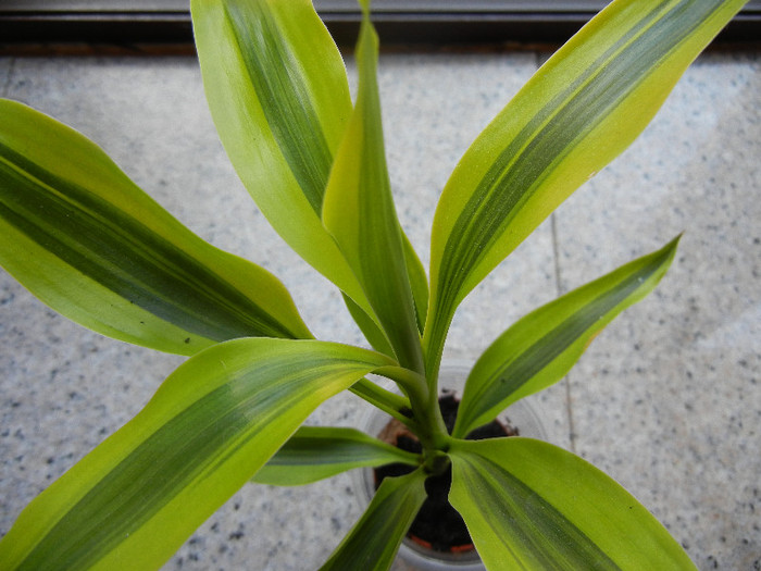 Dracaena Reflexa (2012, June 20)