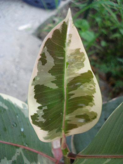 Ficus elastica Tineke (2011, Aug.18)