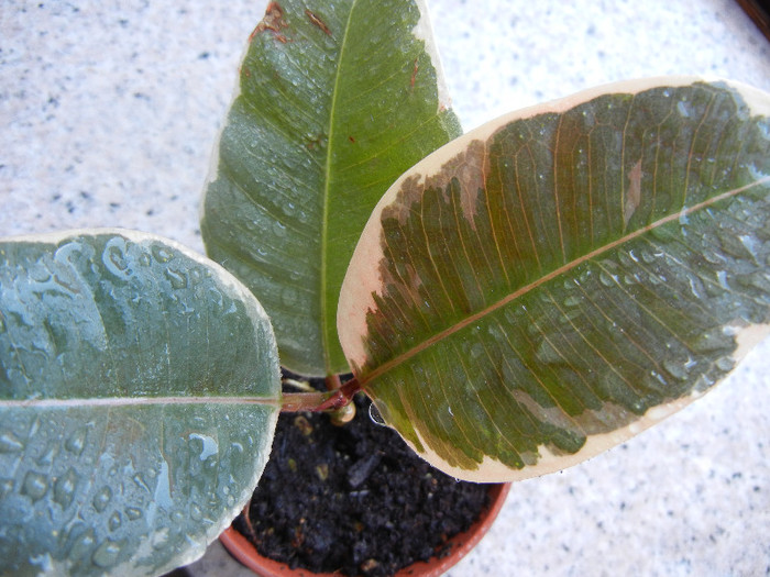 Ficus elastica Tineke (2012, June 20)