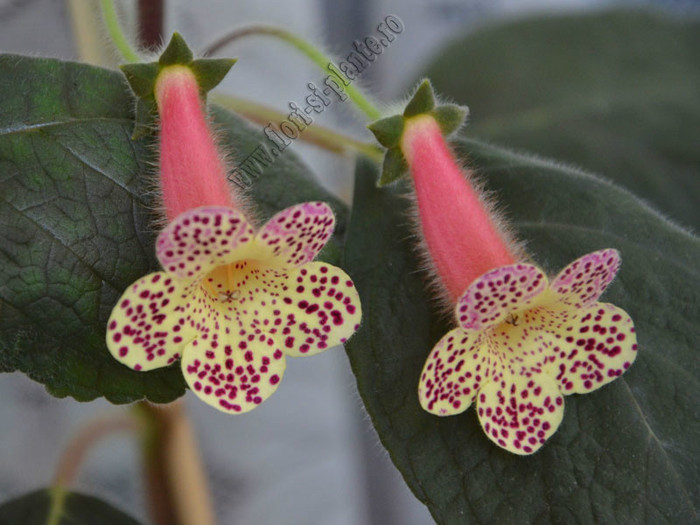 Kohleria Goliat; 2012
