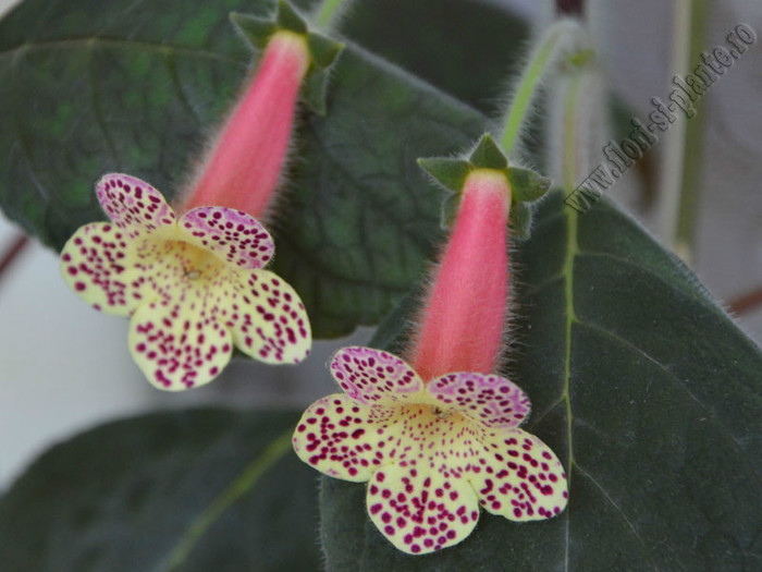 Kohleria Goliat; 2012
