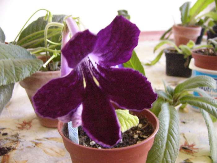 Black Panther - Streptocarpus