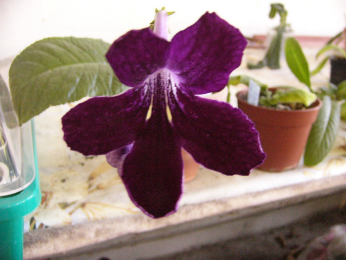 Black Panther - Streptocarpus