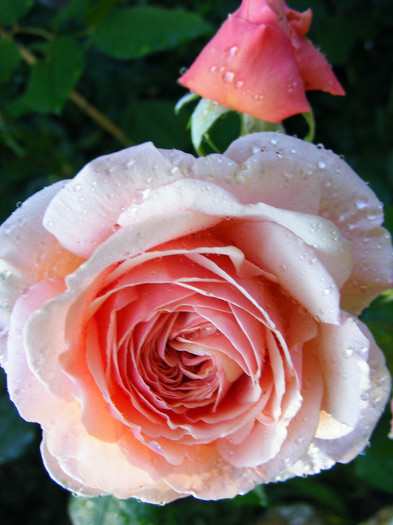 A SHROPSHIRE LAD