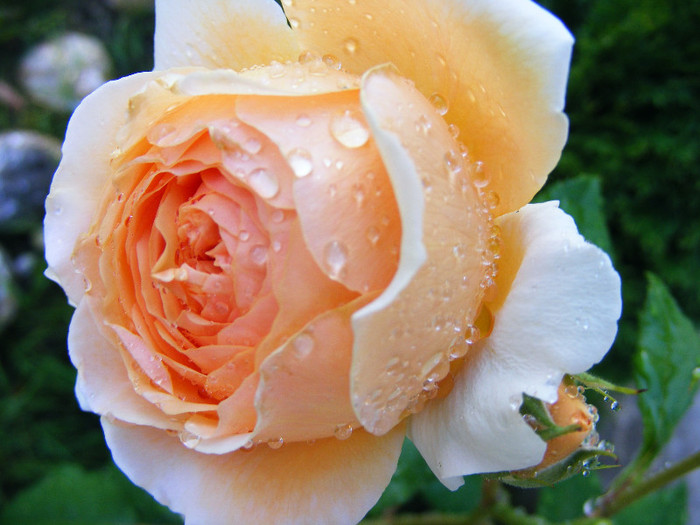 CROWN PRINCESS MARGARETTA