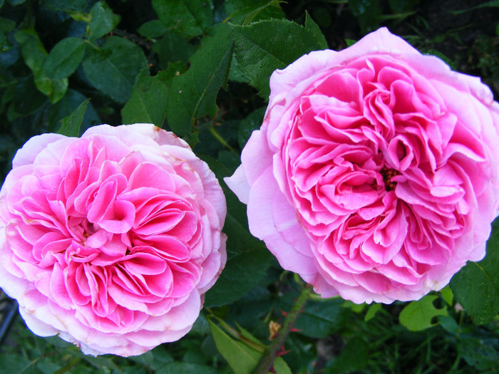 GERTRUDE JEKYLL