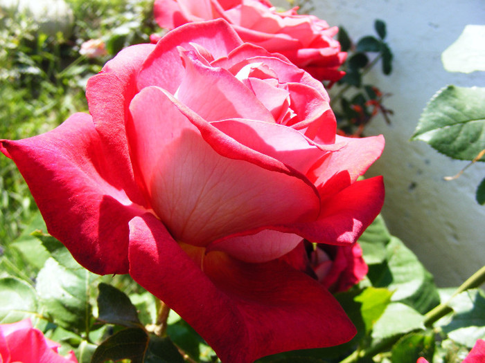 MONICA BELLUCI - TRANDAFIRI 2012