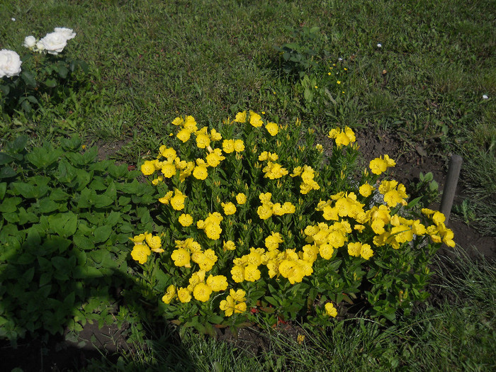 DSCN5426 - Iunie 2012