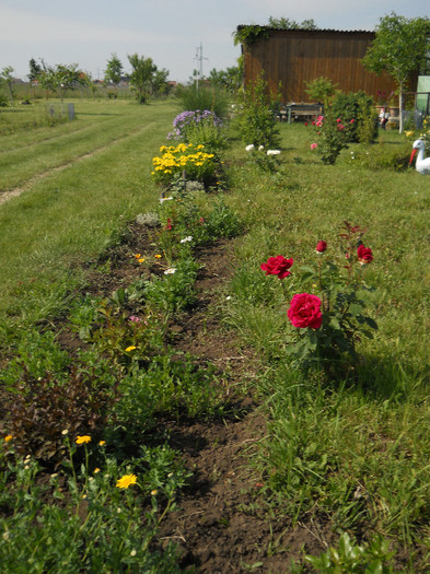 DSCN5430 - Iunie 2012