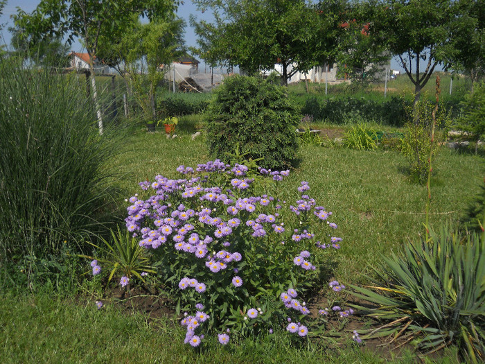 DSCN5432 - Iunie 2012