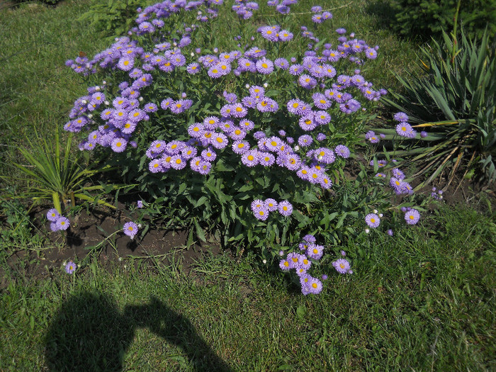 DSCN5433 - Iunie 2012