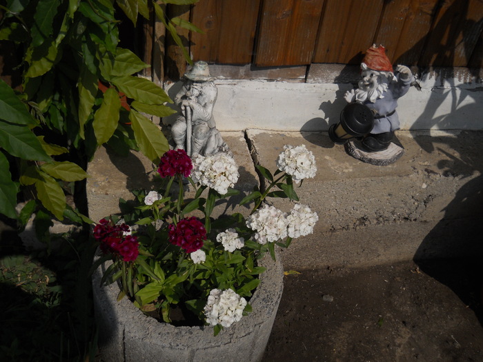 DSCN5434 - Iunie 2012