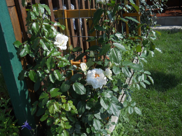 DSCN5435 - Iunie 2012