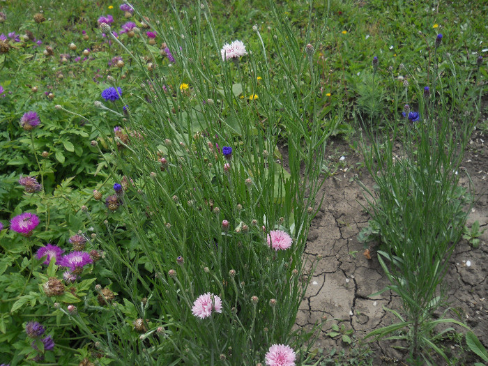 DSCN5440 - Iunie 2012