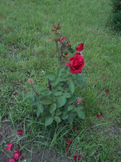 DSCN5443 - Iunie 2012