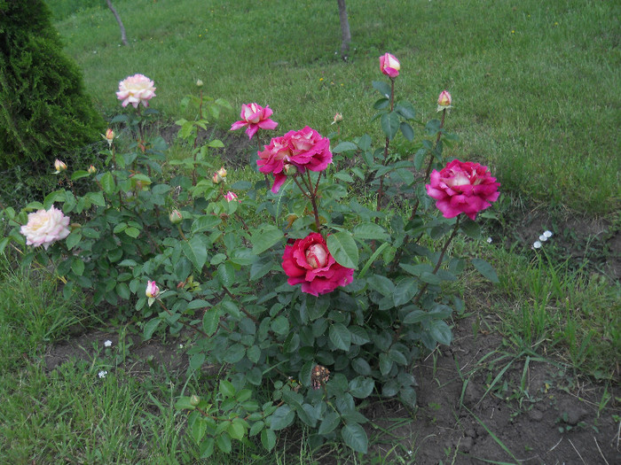 DSCN5444 - Iunie 2012