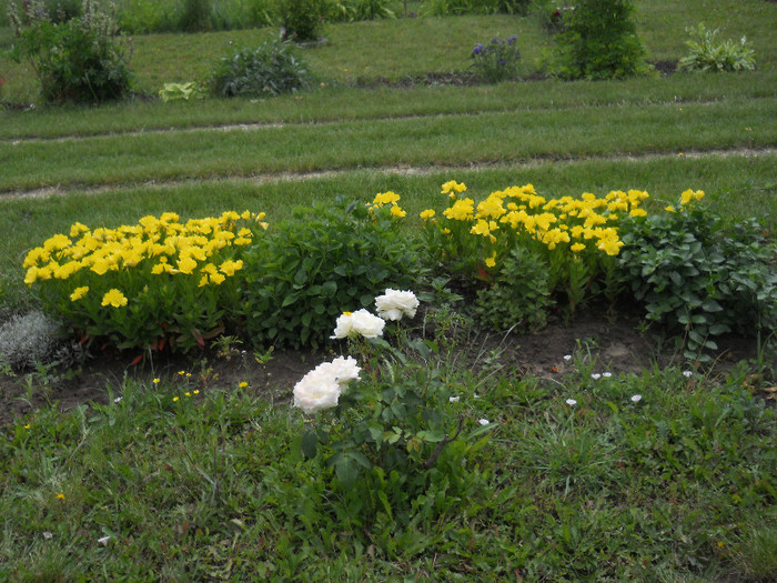 DSCN5448 - Iunie 2012