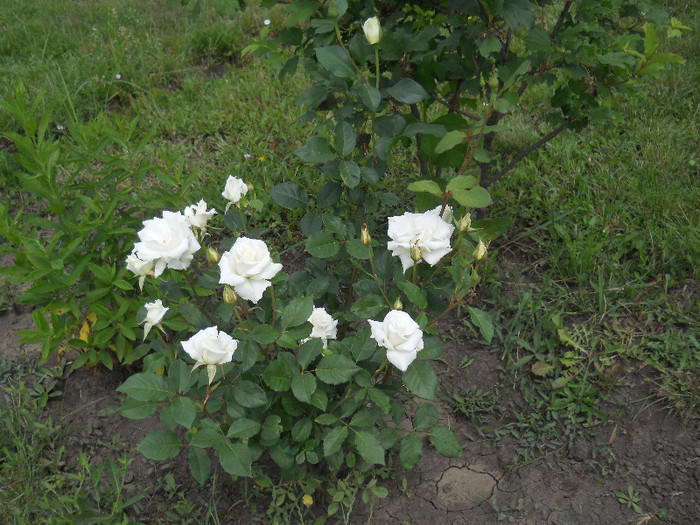 DSCN5451 - Iunie 2012
