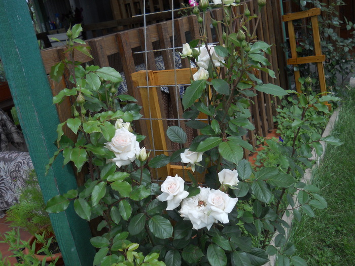 DSCN5452 - Iunie 2012