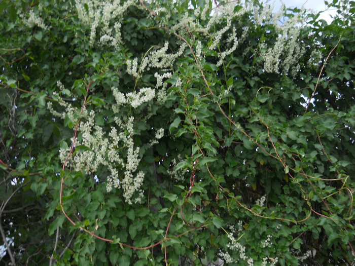 DSCN5463 - Iunie 2012