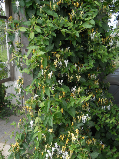 DSCN5464 - Iunie 2012