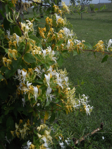 DSCN5466 - Iunie 2012