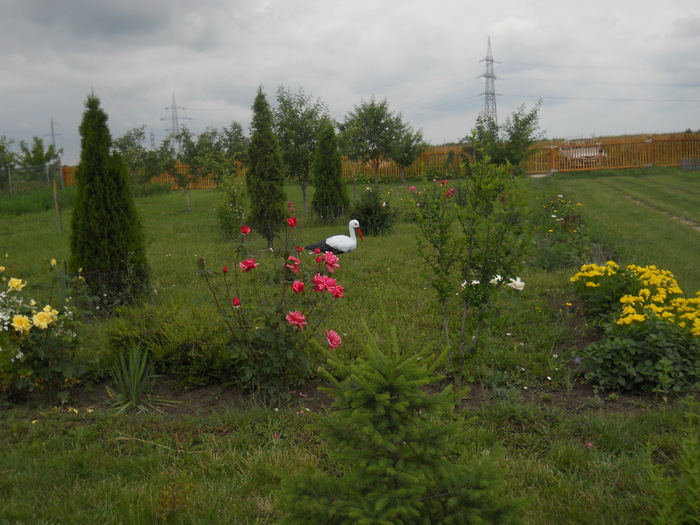 DSCN5467 - Iunie 2012