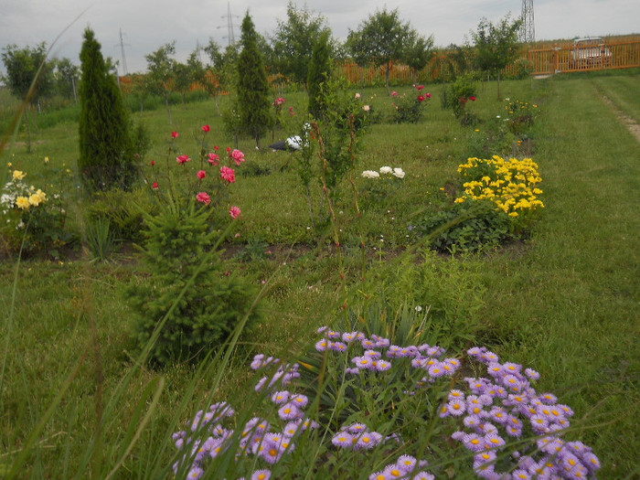DSCN5470 - Iunie 2012
