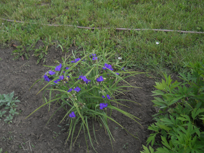 DSCN5471 - Iunie 2012