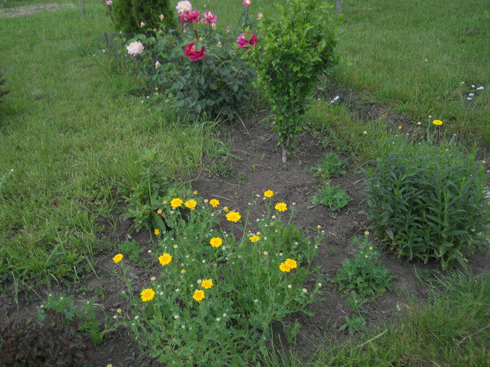 DSCN5473 - Iunie 2012