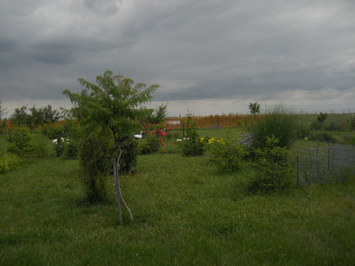 DSCN5477 - Iunie 2012