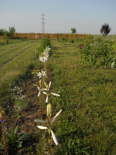 DSCN5478 - Iunie 2012