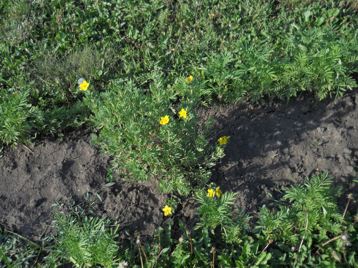 DSCN5481 - Iunie 2012