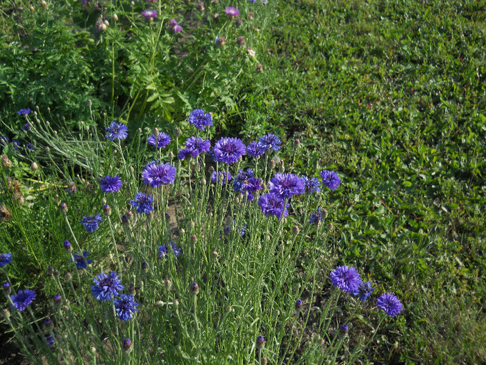 DSCN5482 - Iunie 2012