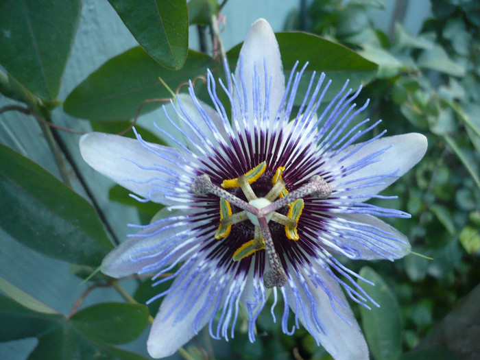 P1140848 - zzz-PASSIFLORA 2012-iesite din colectie