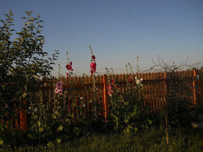 DSCN5519 - Iunie 2012