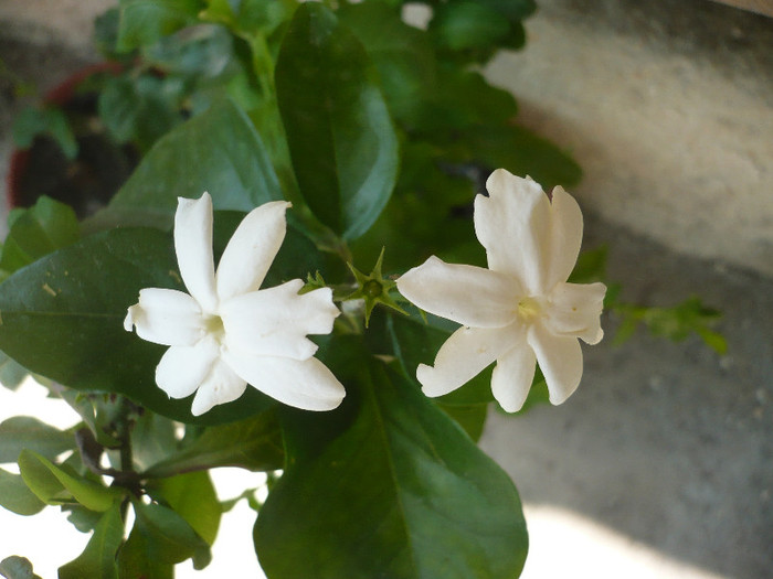 21.06.2012 - zzz-PLUMBAGO SI IASOMIE-iesite din colectie