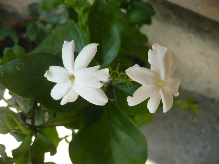 P1140894 - zzz-PLUMBAGO SI IASOMIE-iesite din colectie